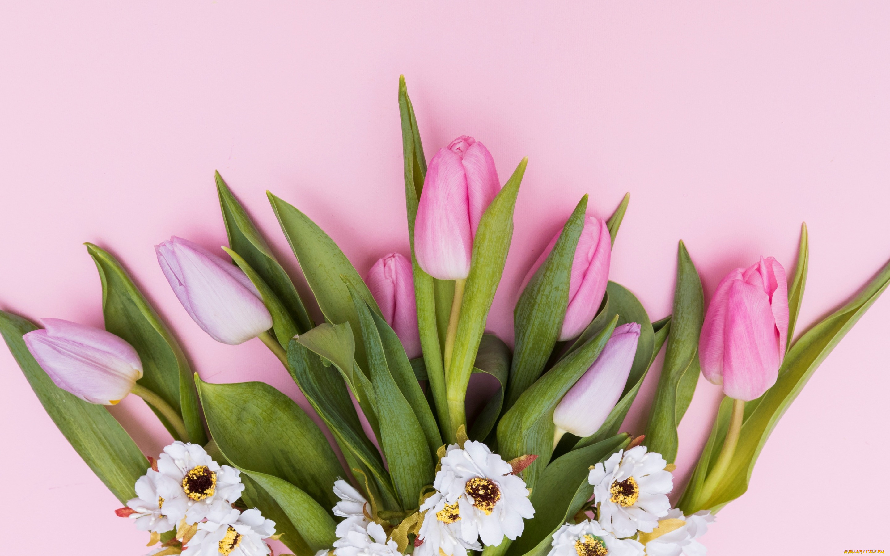 ,  , flowers, spring, tender, tulips, , pink, fresh, 